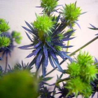 メタリックスター