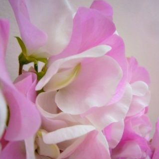 スイートメモリーズ