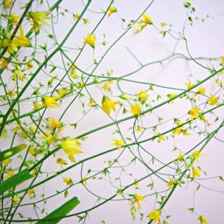 メラスフェルラ