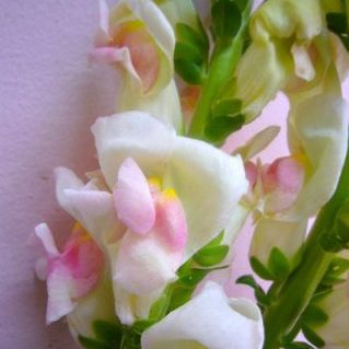 メリーランドアップル