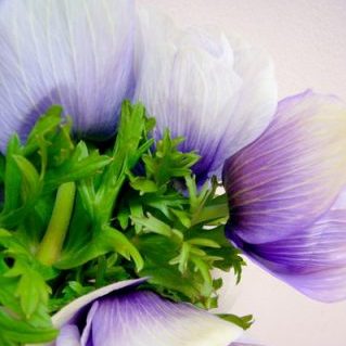 モナリザブルーバイカラー