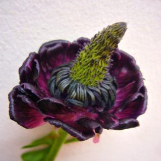 モロッコナドール