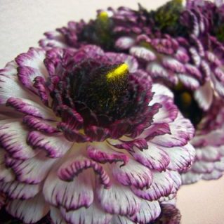 モロッコ　ララーシュ