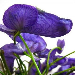 ヤマトリカブト