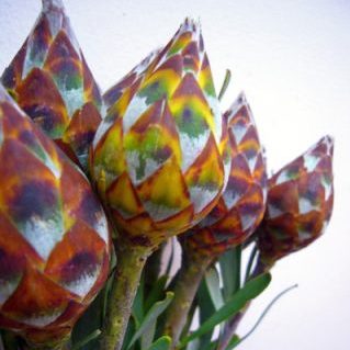 リューカデンドロン プルモサス