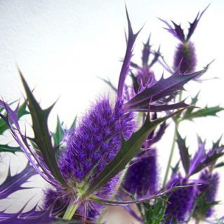 リーベンウォルシー