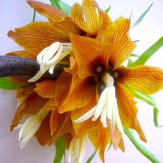 ルーブラマキシマ