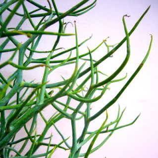 レインディアワトル