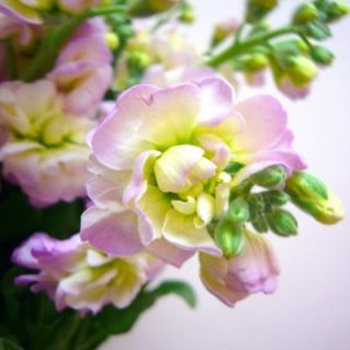 レインボーカルテット