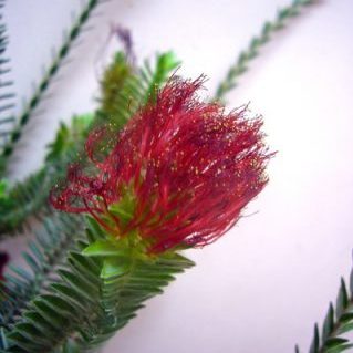 レジェリアヴェルティ