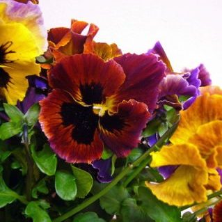 レッドレオパード