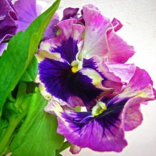 ローズトリカラー