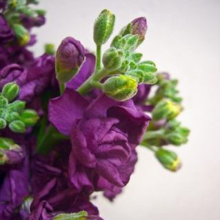 ワインカルテット