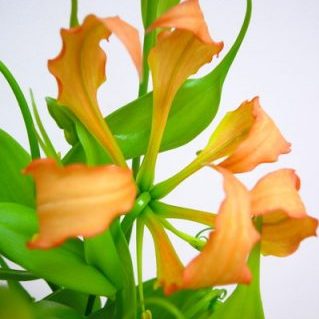 ヴィレッセンス