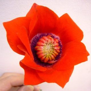 吹き詰めアネモネ