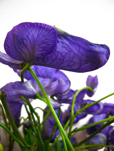 ヤマトリカブト