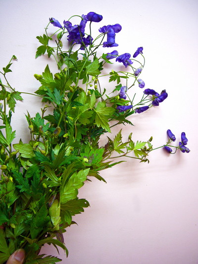 ヤマトリカブト