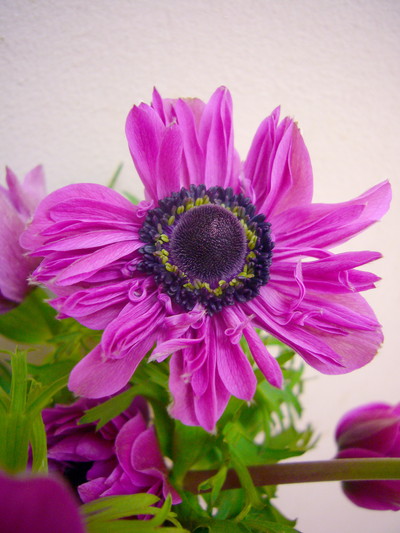 セントブリジット