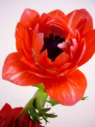 セントブリッジ