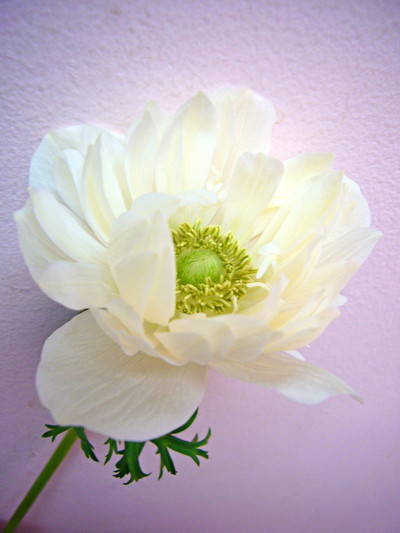 セントブリッジホワイト