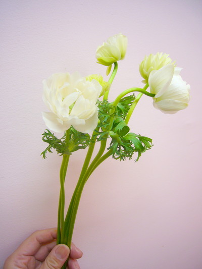 セントブリッジホワイト