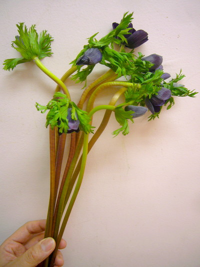 マリアンヌボルドー