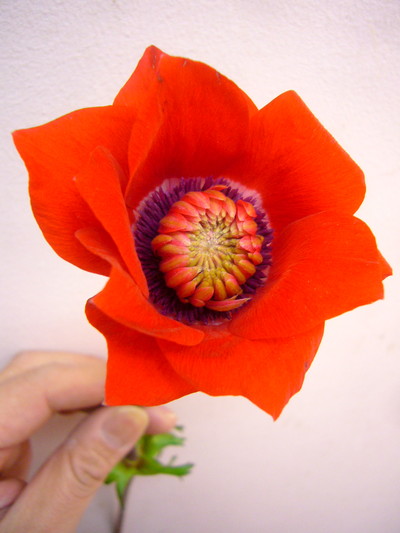 吹き詰めアネモネ