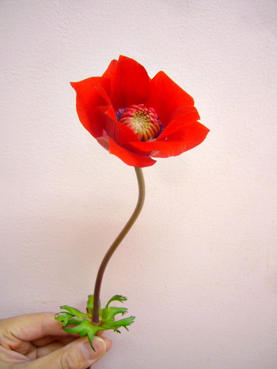 吹き詰めアネモネ