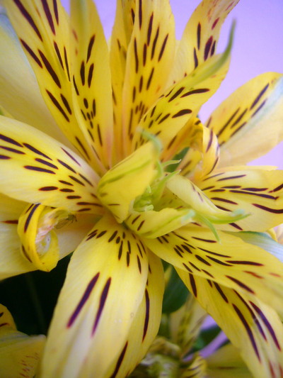 エクスプロージョン