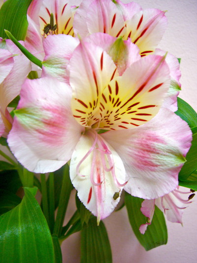 ピンクティアラ