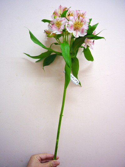 ピンクティアラ