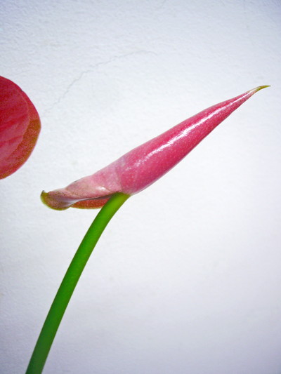 アミーゴ（ツボミ）