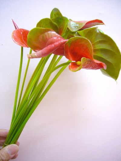 アミーゴ（ツボミ）