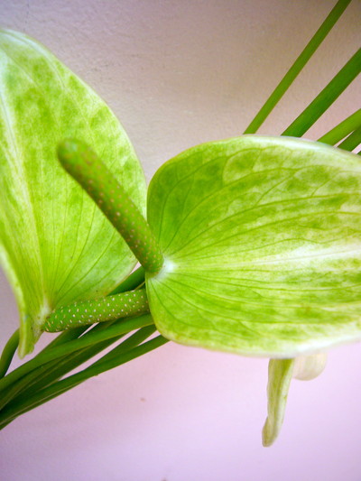 アレキシアパール アンティーク