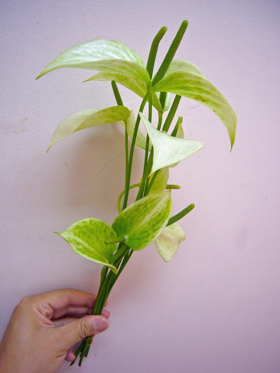 アレキシアパール アンティーク