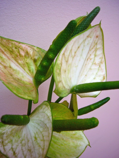 スノーウィーアンティーク