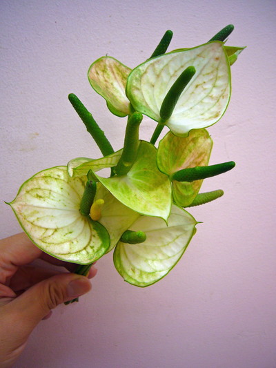 スノーウィーアンティーク