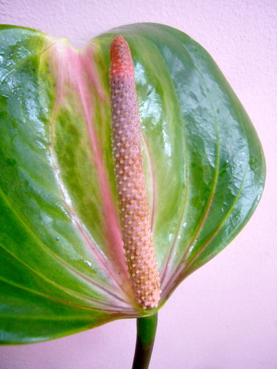 ディスカスグリーン