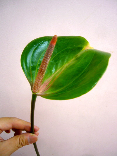 ディスカスグリーン