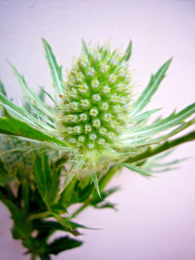 シリウススター