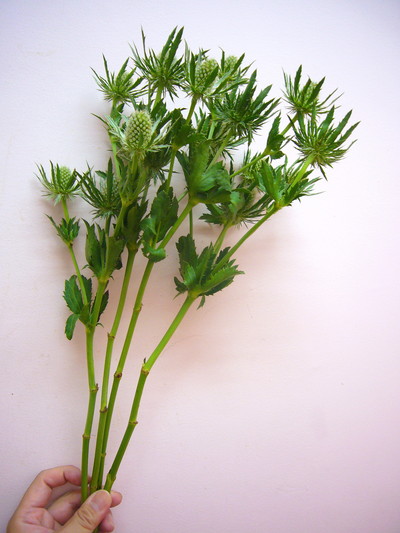 シリウススター