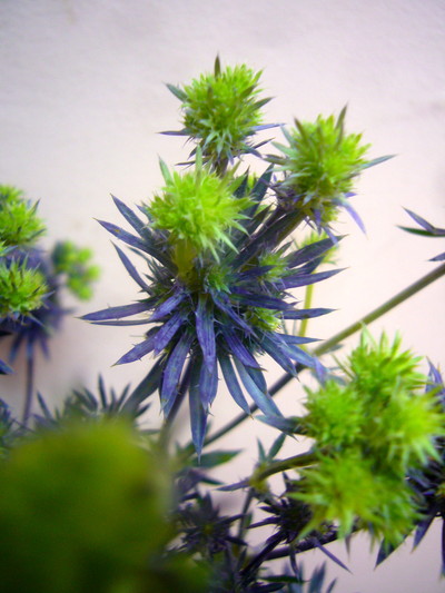 メタリックスター