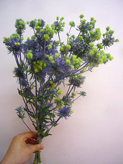 メタリックスター