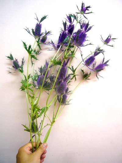 リーベンウォルシー