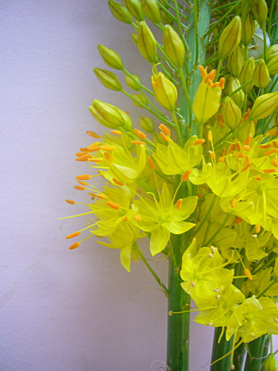 エレムレスイエロー