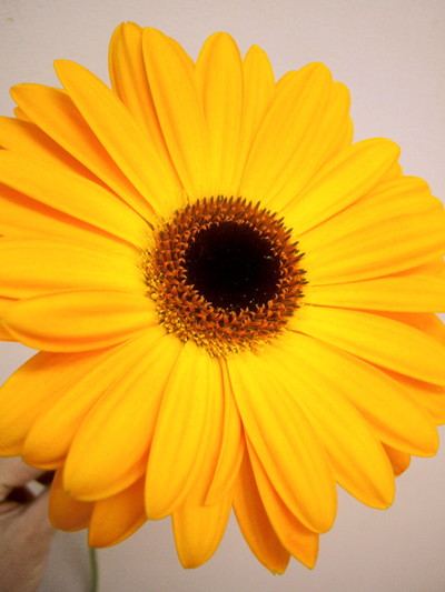 ゴールドセレナ