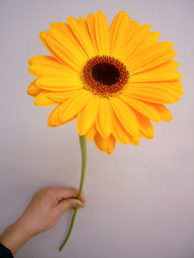 ゴールドセレナ