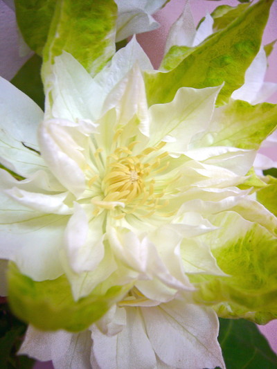 Dオブエジンバラ