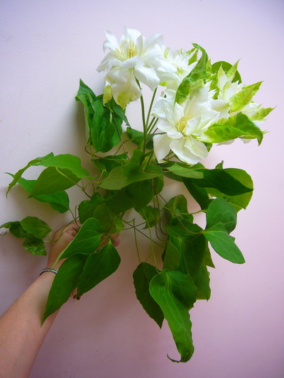 Dオブエジンバラ