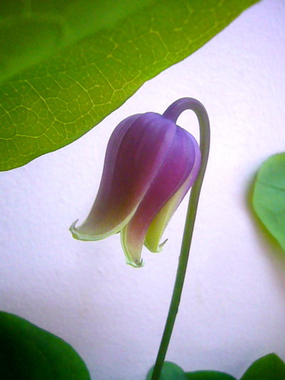 アディソニーキング